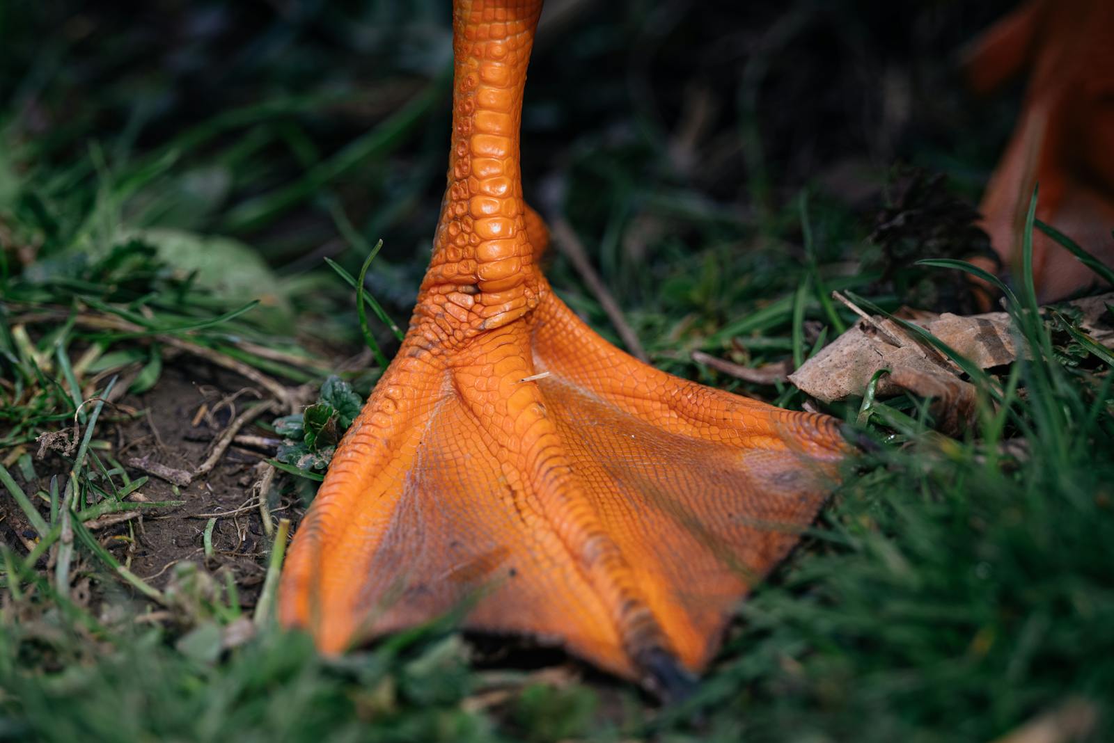 Detailed close-up of a duck's vibrant orange webbed foot on grass.